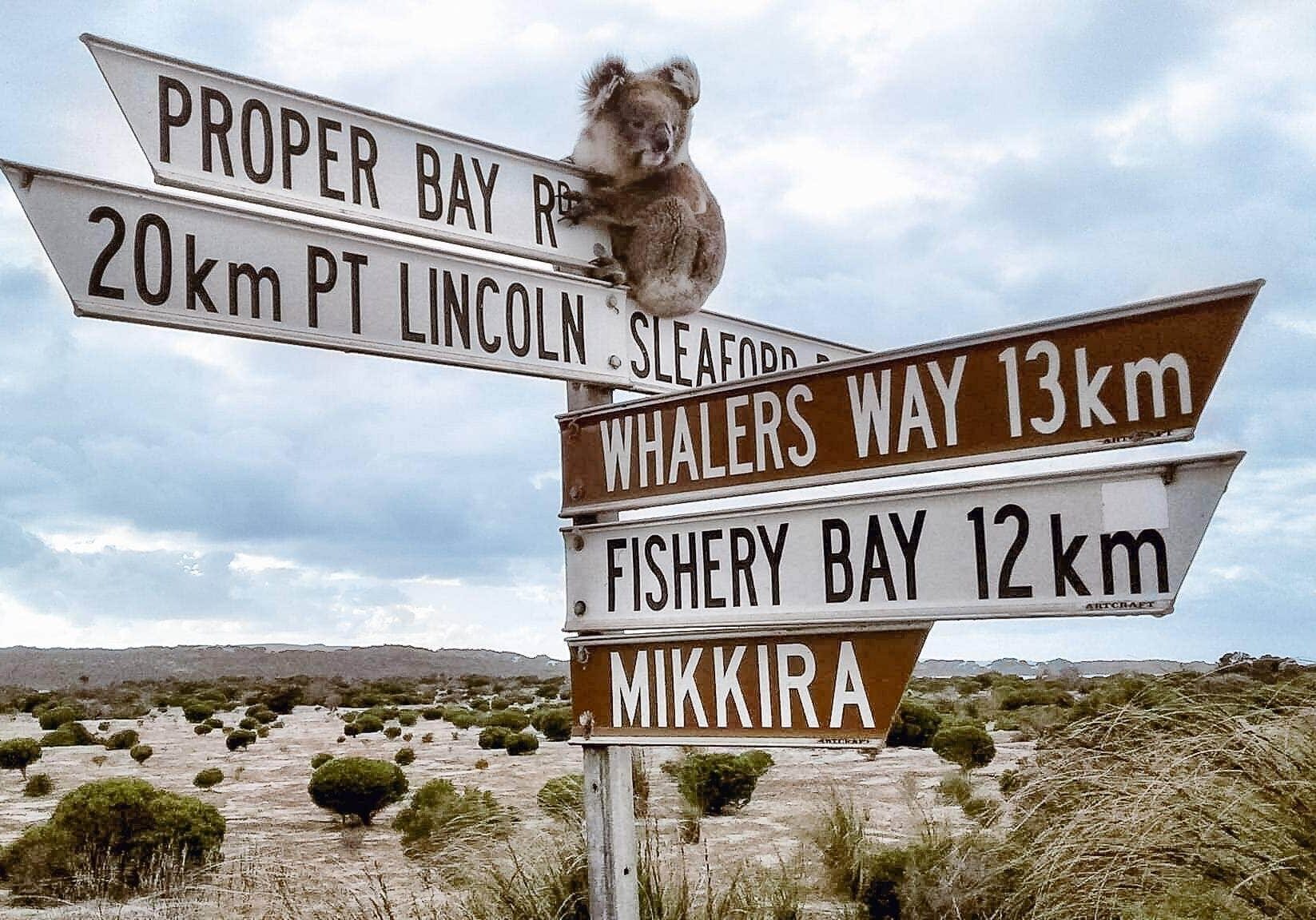 25075041 1630314967011548 5138353218219832553 O